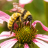 Bumble Bees in My Home Garden icon