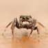 Lesser Antilles Salticidae icon