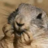Escaped Prairie Dogs icon