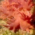 Nudibranchs of the Pacific Northwest icon