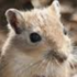 Escaped Gerbils icon