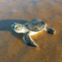 Kimberley Turtles icon