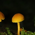 Les champignons de la Serraz icon