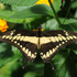 Giant Swallowtail icon