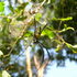 Arachnology Association of Kenya icon