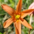 Weeds of South-east South Australia icon