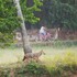 Golden Jackal Project Goa icon