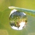 Flora of Right-Bank Ukraine icon