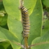 Philadelphia Caterpillar Host Plant Survey icon