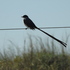 Aves de San Luis, Argentina icon