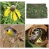 CRP Plants Birds and Insects icon