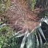 Arundo donax en España y Portugal icon