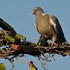 Birds of Aix-Marseille University campuses, autumn 2024 icon