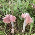 Devonshire fungi icon