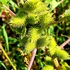invasive species of Western Ukraine icon