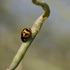 WA Grainbelt Insect Pests &amp; Natural Enemies icon