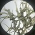 FL Panhandle Lichens icon