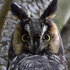 Birds of Jackson County, Michigan icon
