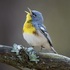 Breeding Behavior in Birds icon