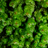 Bryophytes du Centre-Val de Loire icon