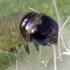 Monitoring for Ahmosia galbinea icon