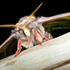 PHALAENA - Mariposas nocturnas de España / Spanish moths icon