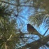 Birds of Yili 伊犁鸟类集 (Ghulja) icon