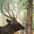Feral Rusa Deer icon