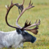 Feral Reindeer/Caribou icon