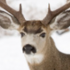 Feral Mule Deer icon