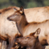 Feral Wapiti icon