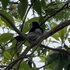 Birds Building Nests (Australia) icon