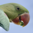 Nonthaburi Birds icon