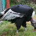 Animales del zoologico de Tipon icon