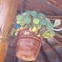 Plantas del Humedal de Huasao icon