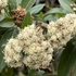 Flora y fauna en Tambomachay icon