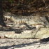 Wild Top End Conservation Journey icon