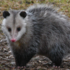 Feral Opossums icon
