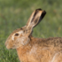 Feral Hare icon