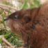 Feral Muskrats icon