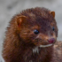 Feral Minks icon