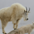 Feral Animals at Kodiak Island icon