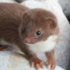 Feral Weasels icon