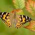 Butterflies of Denver icon