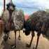 Majestuosa flora y fauna en Zoo - Mundo icon