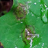Leaf Spots of Southern Appalachian Woodland Plants icon