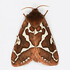 Moths of the Cochrane District icon