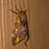 Moths of the Manitoulin District icon