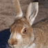 Feral Mountain Hare icon