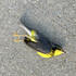 Shawnee County Bird-Building Collisions icon